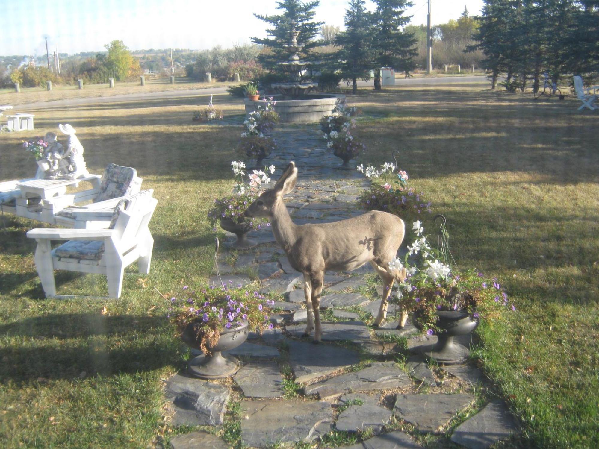 Wakamow Heights Bed And Breakfast Муус Джоу Екстериор снимка